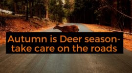 Autumn is deer season-take care on the roads